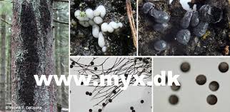 Attēlu rezultāti vaicājumam “Dictydiaethalium plumbeum spores”