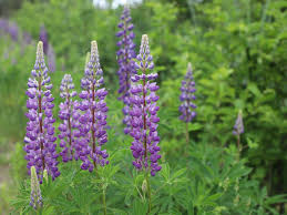 Image result for Lupinen