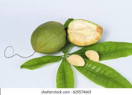 Attēlu rezultāti vaicājumam “Oenanthe aquatica fruit”