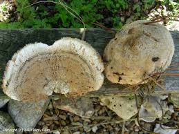 Attēlu rezultāti vaicājumam “Postia ptychogaster”