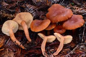 Attēlu rezultāti vaicājumam “Lactarius”