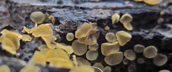 Attēlu rezultāti vaicājumam “Orbilia sp.”