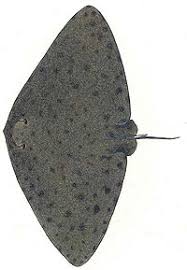 Image result for Gymnura natalensis