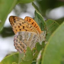 Attēlu rezultāti vaicājumam “Argynnis paphia larva”