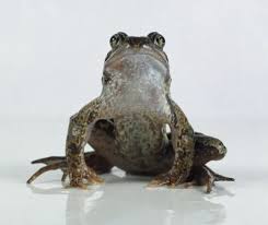 Attēlu rezultāti vaicājumam “Rana temporaria adult”