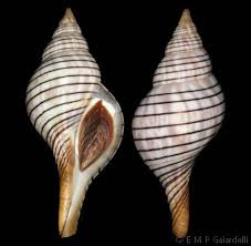 Image result for Cinctura hunteria