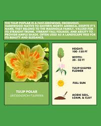 Attēlu rezultāti vaicājumam “Liriodendron tulipifera”