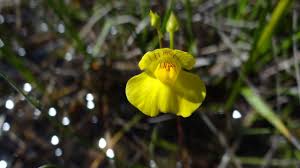 Attēlu rezultāti vaicājumam “Utricularia intermedia flower”