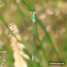 Attēlu rezultāti vaicājumam “Lestes virens”