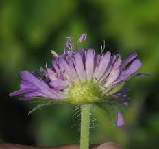 Image result for Knautia dipsacifolia
