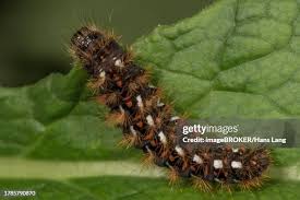 Attēlu rezultāti vaicājumam “Acronicta rumicis larva”