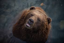 Image result for brown bear