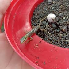 Risultati immagini per dasia smaragdina