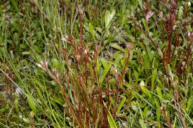 Attēlu rezultāti vaicājumam “Juncus bulbosus”