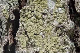 Attēlu rezultāti vaicājumam “Pertusaria flavida”