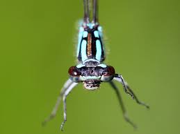 Attēlu rezultāti vaicājumam “Coenagrion armatum female”