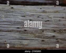 Attēlu rezultāti vaicājumam “Xylographa paralella”