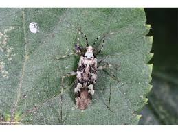 Attēlu rezultāti vaicājumam “Phytocoris tiliae imago”