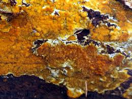 Attēlu rezultāti vaicājumam “Crustoderma dryinum”