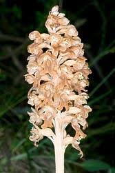 Attēlu rezultāti vaicājumam “Neottia nidus-avis fruit”