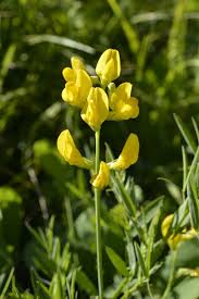 Attēlu rezultāti vaicājumam “Lathyrus pratensis fruit”