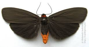 Attēlu rezultāti vaicājumam “Atolmis rubricollis”