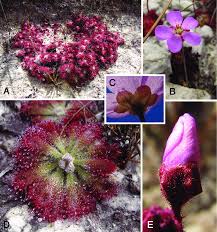 Image result for Drosera