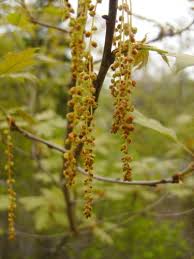 Attēlu rezultāti vaicājumam “Quercus rubra flower”