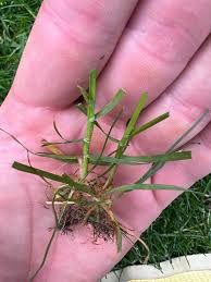 Attēlu rezultāti vaicājumam “Poa remota bud”