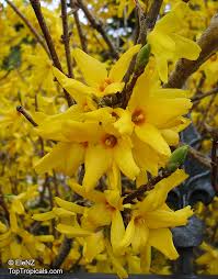 Attēlu rezultāti vaicājumam “Forsythia”