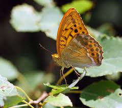 Attēlu rezultāti vaicājumam “Argynnis paphia larva”