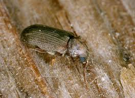 Attēlu rezultāti vaicājumam “Anobium pertinax”