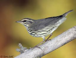 Image result for Seiurus noveboracensis