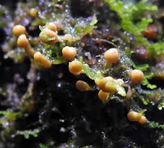 Attēlu rezultāti vaicājumam “Diderma ochraceum”