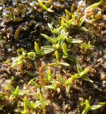 Attēlu rezultāti vaicājumam “Aloina rigida”