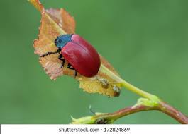 Attēlu rezultāti vaicājumam “Chrysomela populi”