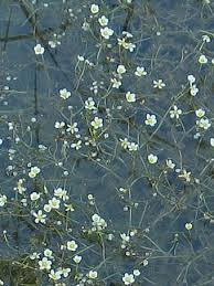 Attēlu rezultāti vaicājumam “Batrachium circinatum flower”