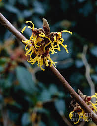 Attēlu rezultāti vaicājumam “Hamamelis japonica”