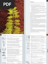Attēlu rezultāti vaicājumam “Dicranella staphylina cells”