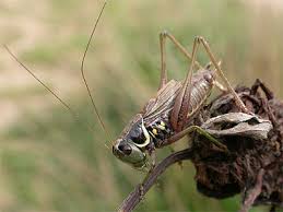 Attēlu rezultāti vaicājumam “Metrioptera roeselii”