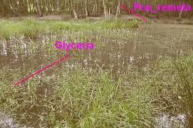 Attēlu rezultāti vaicājumam “Poa remota”