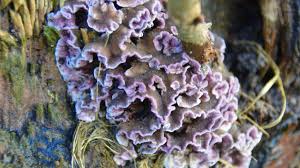 Attēlu rezultāti vaicājumam “Chondrostereum purpureum”