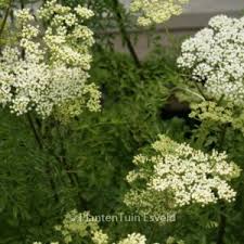 Attēlu rezultāti vaicājumam “Cenolophium denudatum leaf”