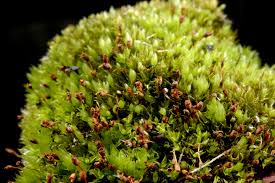 Attēlu rezultāti vaicājumam “Tortula truncata”