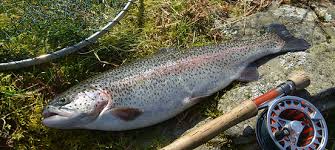 Image result for Ulverston Angling Association