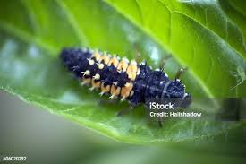 Attēlu rezultāti vaicājumam “Psyllobora vigintiduopunctata larva”