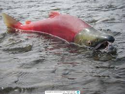 Image result for Oncorhynchus tshawytscha