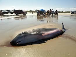 Image result for Kogia breviceps