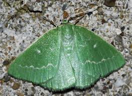 Attēlu rezultāti vaicājumam “Thetidia smaragdaria”