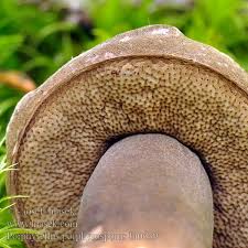 Attēlu rezultāti vaicājumam “Porphyrellus porphyrosporus”